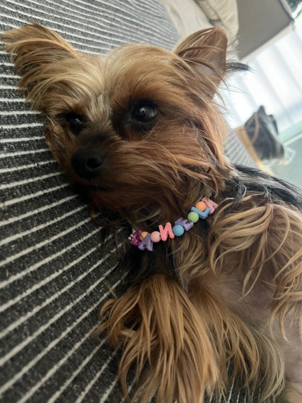 🐾 collar de cuencas